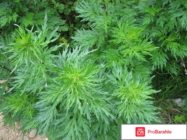 Лечебные свойства полыни 