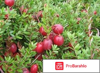 Вилави отрицательные отзывы обман