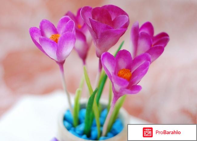 Цветы шафрана фото реальные отзывы