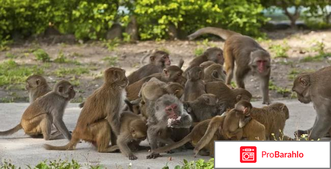 Вьетнам нячанг экскурсии отзывы туристов 2017 фото