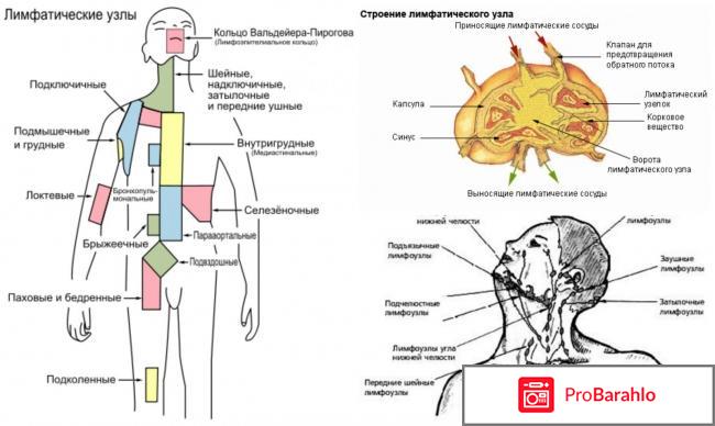 Узи лимфатических узлов что показывает 