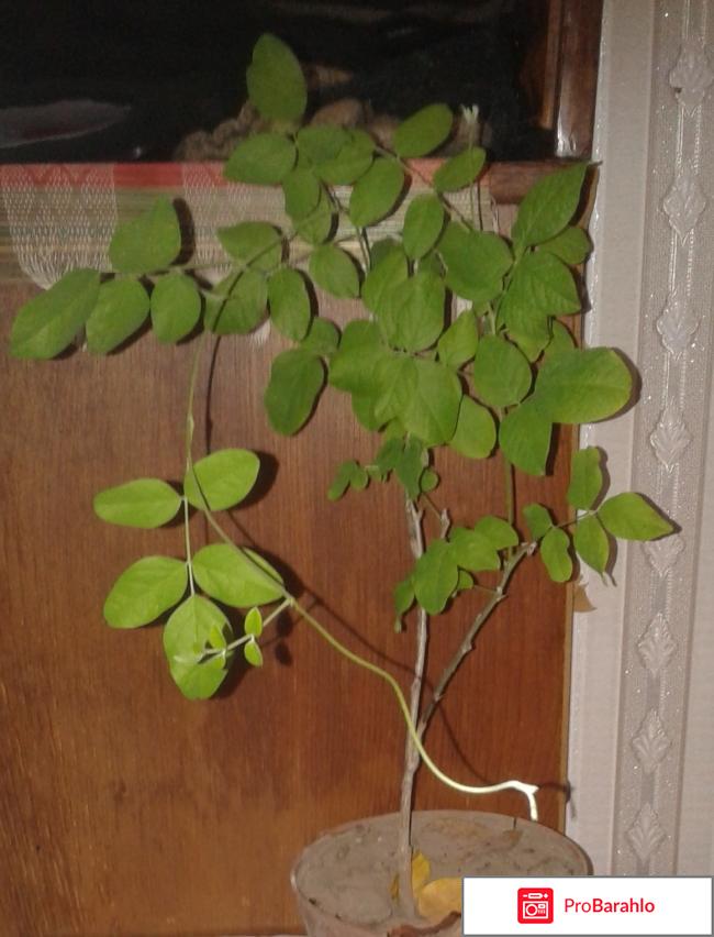 Растение Клитория (Clitoria ternatea) фото