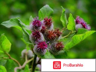 Сбор почечный 