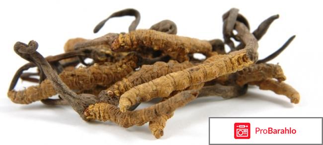 Китайский гриб кордицепс негативные отрицательные отзывы