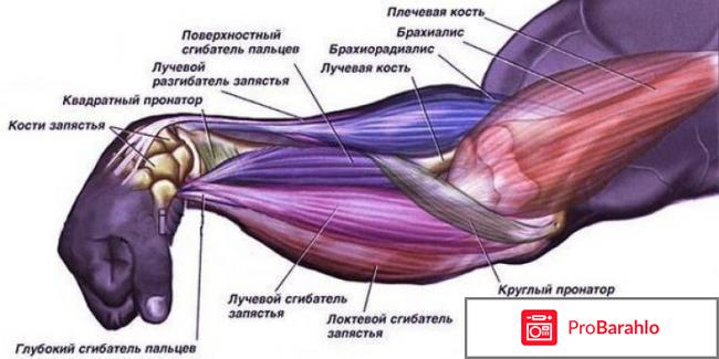 Мышцы рук отрицательные отзывы