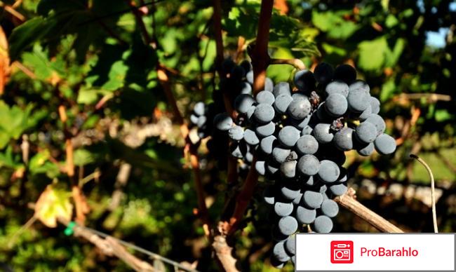 Сухое красное, черногорское вино