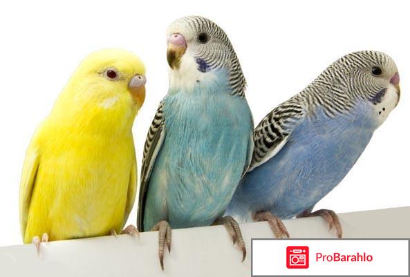 Сколько живут волнистые попугаи отрицательные отзывы