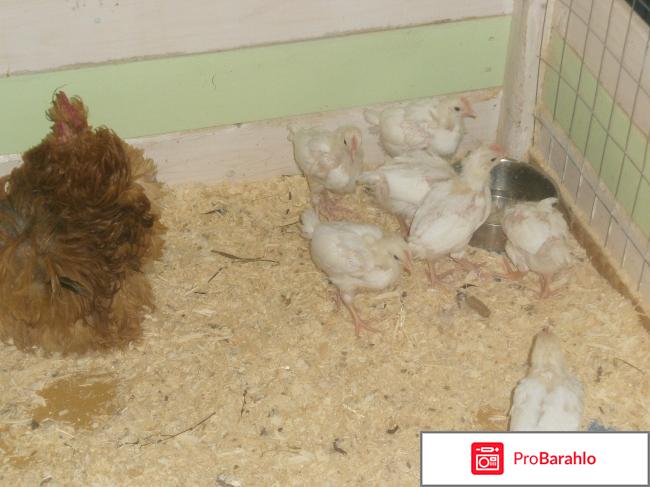 Контактный Зоопарк 