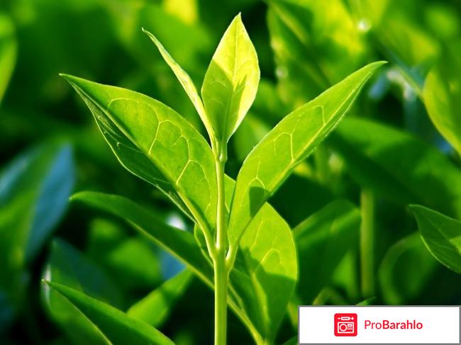 Масло чайного дерева против 6 болезней 