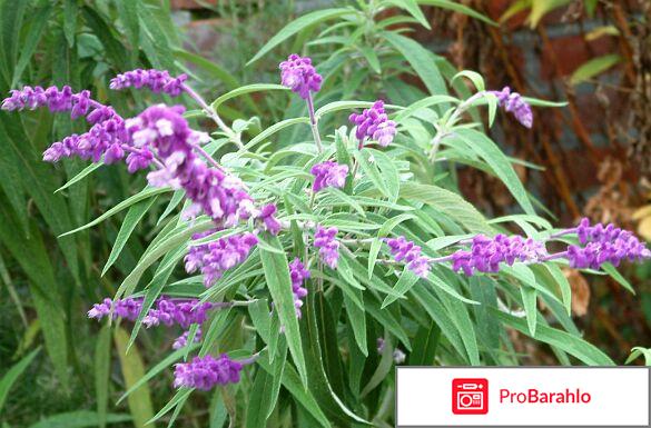 Шалфей при бесплодии 