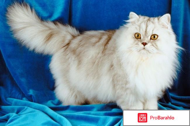 Содержание персидской кошки и уход за ней обман