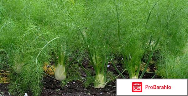 Фенхель отрицательные отзывы