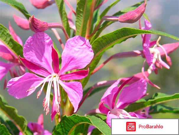 Иван чай полезные свойства и противопоказания реальные отзывы