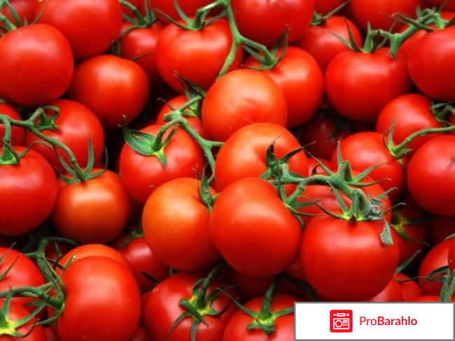 Диета на томатном соке отзывы и результаты 