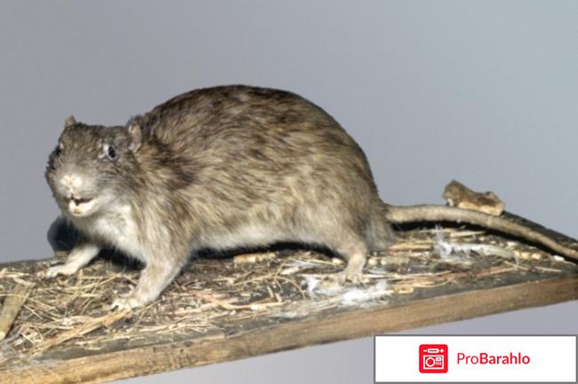 Домовая мышь и крысы - представители семейства Мышиных 