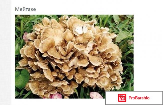 Солгар экстракт грибов рейши/шиитаке/мейтаке n50 капс. обман