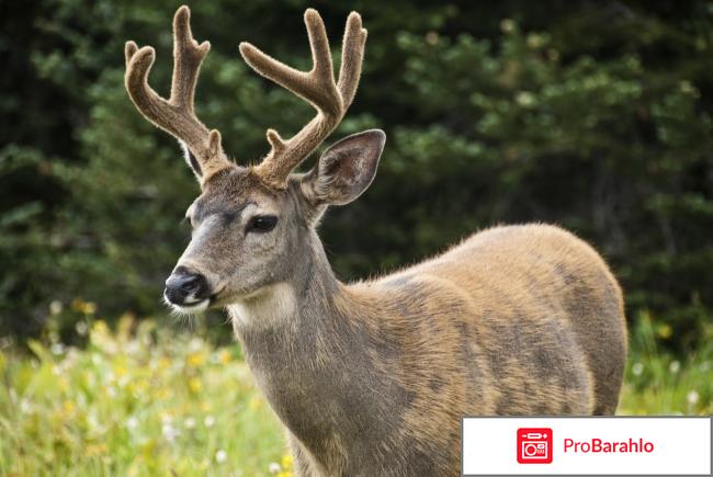 Крем Артропант цена в аптеке отрицательные отзывы