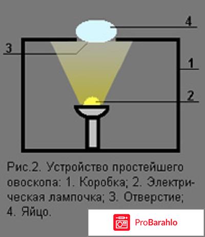 Овоскопы обман