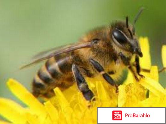 Отзывы пчелиный подмор отрицательные отзывы