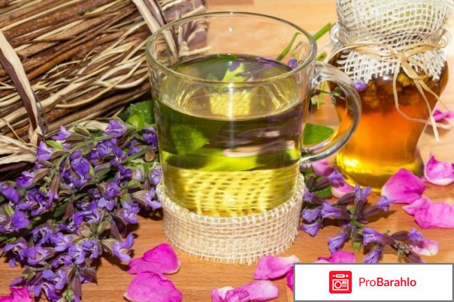 Шалфей при бесплодии обман