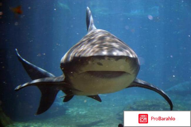 Мазь акулий жир отзывы владельцев