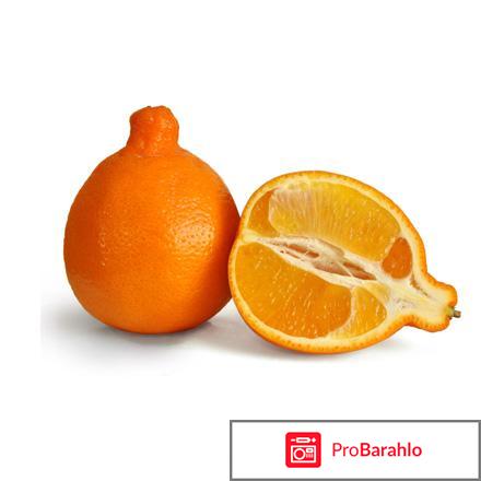 Минеола: выращивание фрукта, советы по уходу и поливу обман