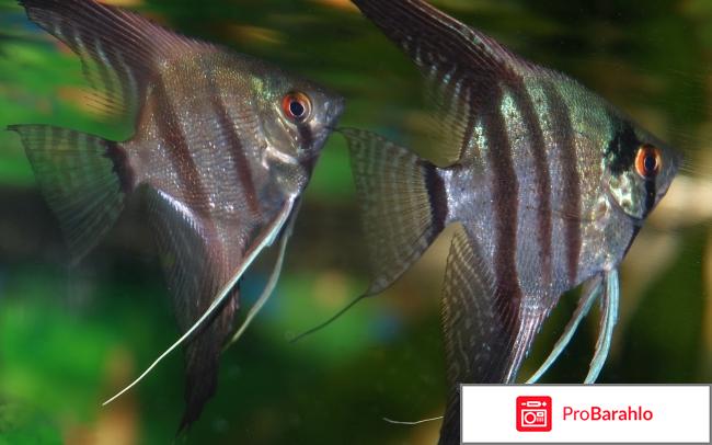 Скалярии размножение 