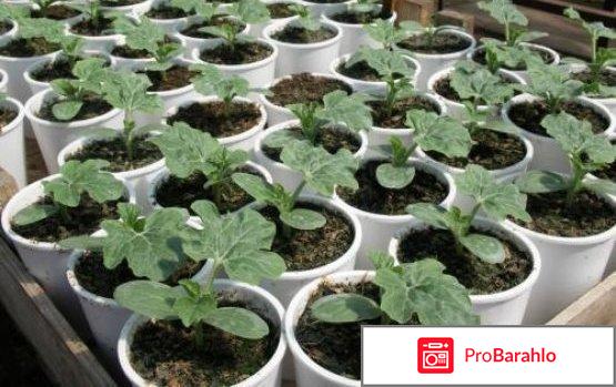 Выращивание арбузов в открытом грунте и уход. Видео 