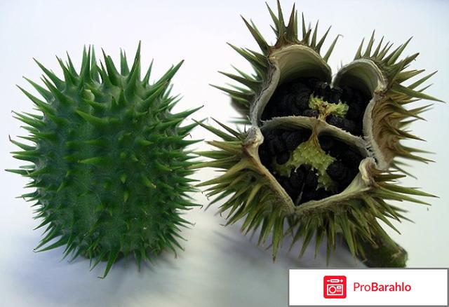 Дурман трава:польза и вред отрицательные отзывы