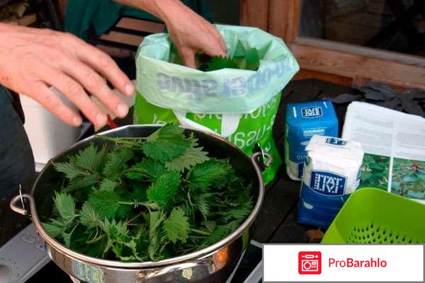 Масло крапивы для волос отзывы 