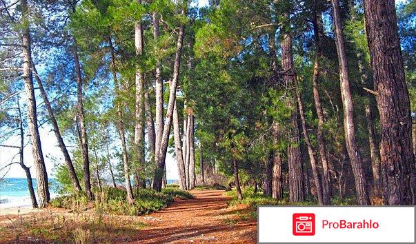 Сосновая роща пицунда официальный сайт