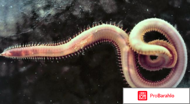 Интоксик (Intoxic) фото