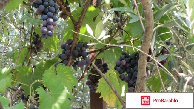 Цандрипш частный сектор обман