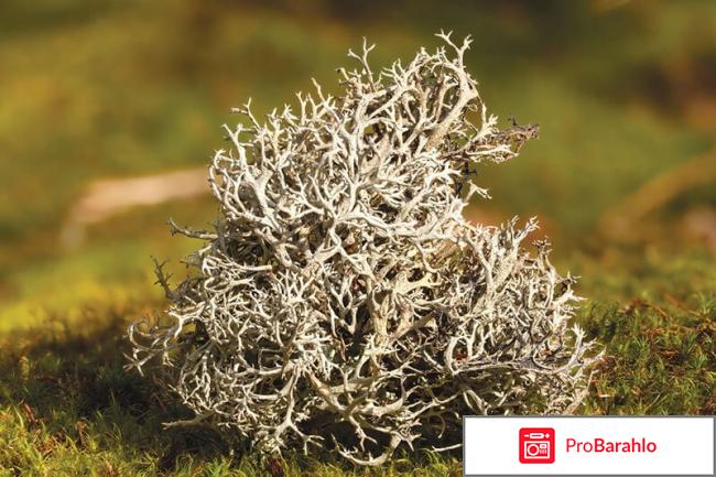 Лечебные свойства исландского моха для мужчин отзывы людей 