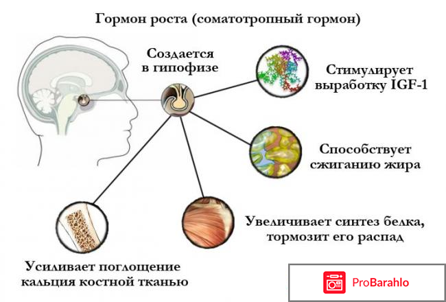 Гормон роста ансомон обман