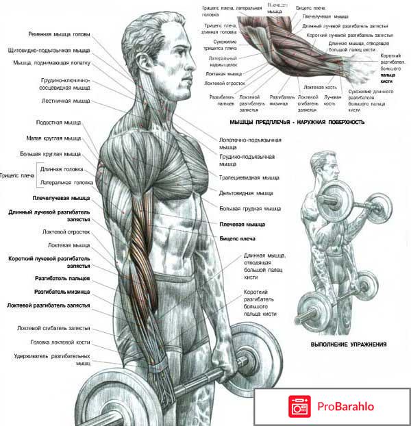 Как накачать предплечья: правильная техника упражнений обман