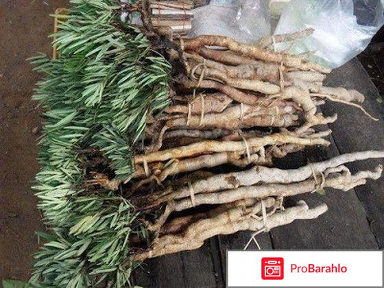 Тонгкат Али Платинум купить в Москве обман