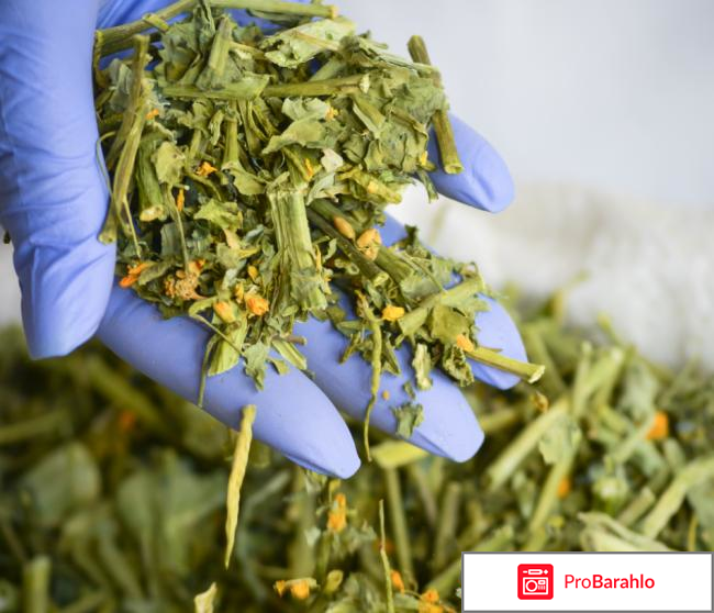 Сашера-мед официальный сайт отзывы врачей отрицательные отзывы