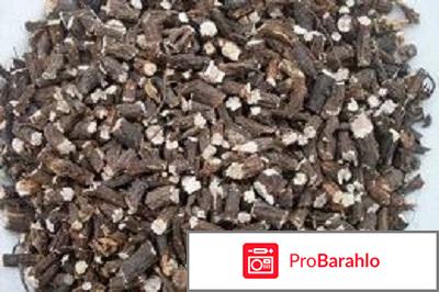 Лапчатка обман