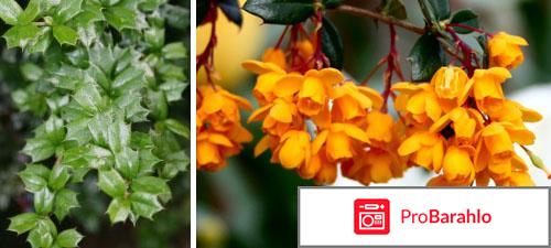 БЕРБЕРИС-ГОМАККОРД обман