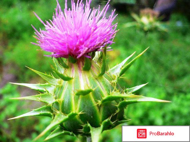 Отзывы расторопша для печени 