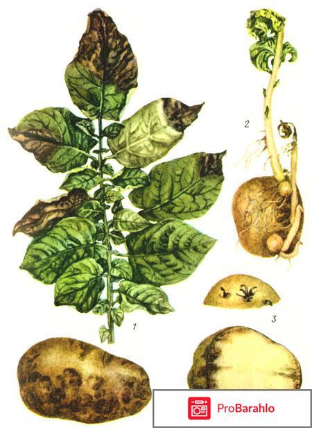 Почему у картофеля чернеют листья? 