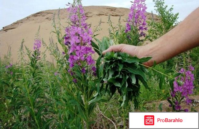 Как правильно сделать Иван чай в домашних условиях? 