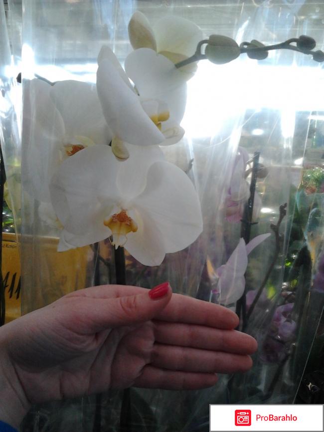 Орхидея Фаленопсис отрицательные отзывы