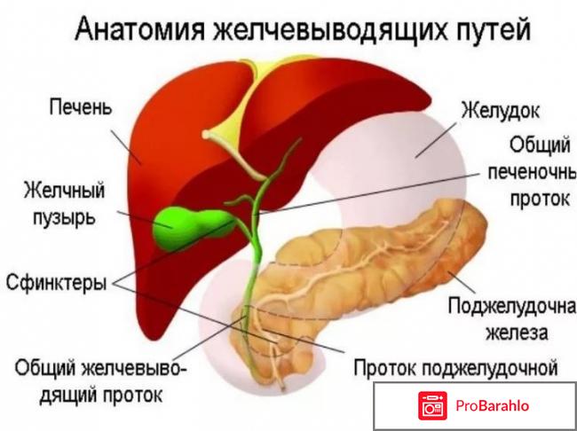 Диета при заболевании желчного пузыря и печени 