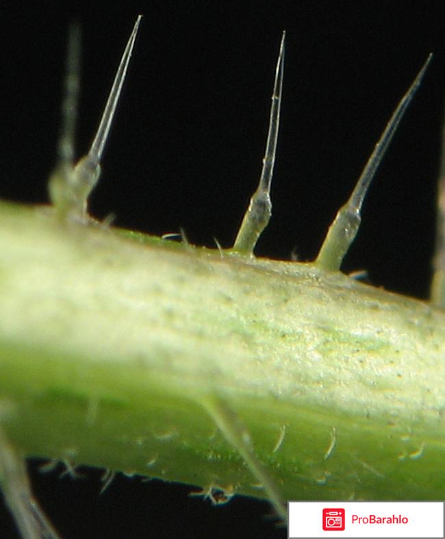 Отвар крапивы при кровотечениях отрицательные отзывы