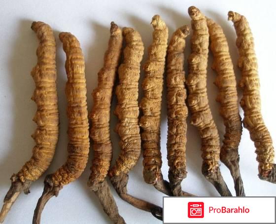 Гриб кордицепс лечебные свойства отзывы обман