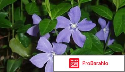 Барвинок отрицательные отзывы