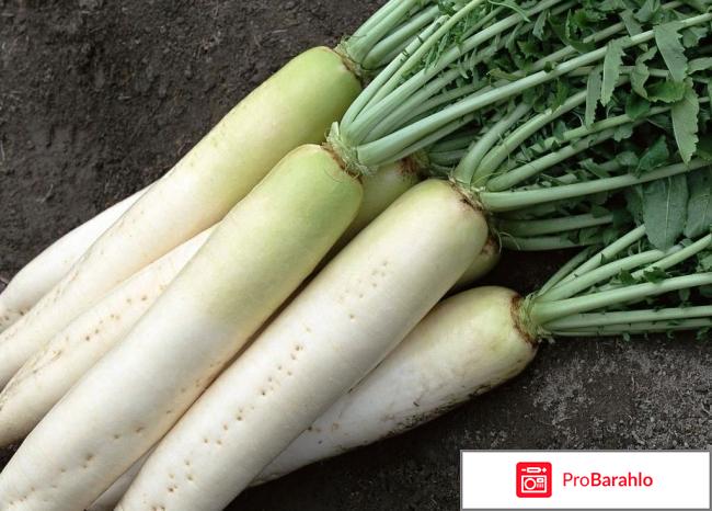 Дайкон: полезные свойства, калорийность и сорта обман