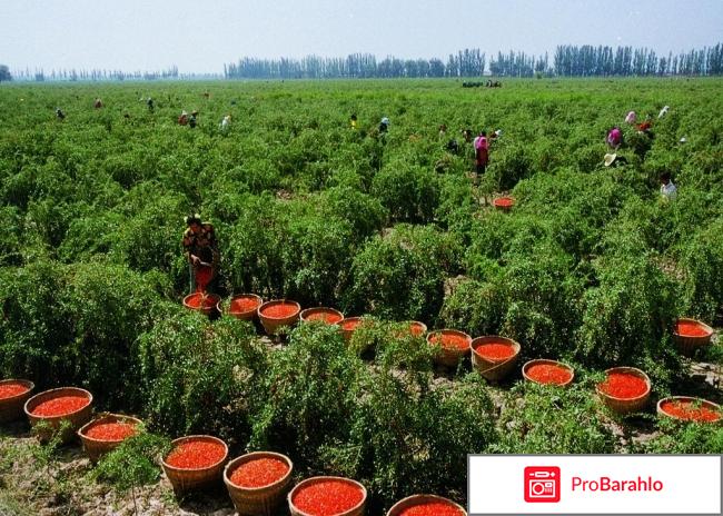 Годжи ягода посадка и уход 